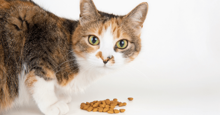 แมวไม่กินอาหารเป็นเพราะอะไร กำลังป่วยอยู่หรือไม่ ไปหาคำตอบพร้อมกัน